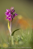 Petit Orchis de mai