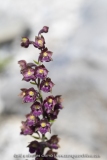 Epipactis pourpre-noirâtre - Epipactis atrorubens
