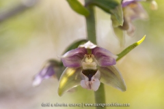 Epipactis à feuilles écartées