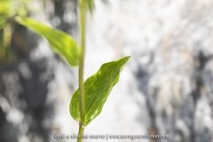 Epipactis à feuilles écartées - Epipactis distans (Epipactis helleborine)