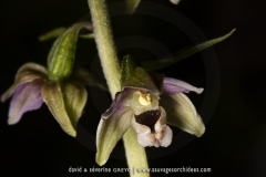 Epipactis à feuilles écartées - Epipactis distans (Epipactis helleborine)