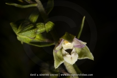 Epipactis à feuilles écartées - Epipactis distans (Epipactis helleborine)