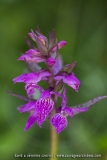 Orchis des Alpes (Dactylorhize) - Dactylorhiza alpestris (Dactylorhiza majalis subsp. alpestris)