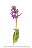 Orchis des Alpes ; Alpine orchid