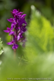 Orchis des Alpes (Dactylorhize) - Dactylorhiza alpestris (Dactylorhiza majalis subsp. alpestris)