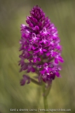 Orchis pyramidal