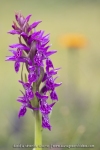 Orchis de Traunsteiner (Dactylorhize) - Dactylorhiza traunsteineri (Dactylorhiza lapponica)
