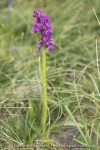 Orchis de Traunsteiner (Dactylorhize) - Dactylorhiza traunsteineri (Dactylorhiza lapponica)