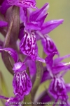 Orchis de Traunsteiner (Dactylorhize) - Dactylorhiza traunsteineri (Dactylorhiza lapponica)