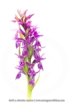Orchis de Traunsteiner (Dactylorhize) - Dactylorhiza traunsteineri (Dactylorhiza lapponica)