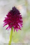 Orchis vanille (Nigritelle vanille) - Gymnadenia rhellicani)