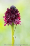 Orchis vanille (Nigritelle vanille) - Gymnadenia rhellicani)