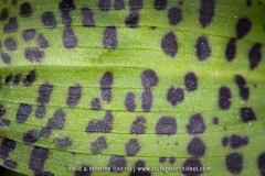 Orchis des Alpes (Dactylorhize) - Dactylorhiza alpestris (Dactylorhiza majalis subsp. alpestris)