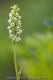 Orchis miel ; Small white orchid