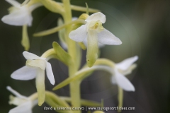 Platanthère à deux feuilles - Platanthera bibolia