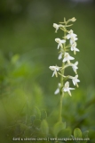 Platanthère à deux feuilles - Platanthera bibolia