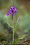 Orchis de Laponie (Dactylorhize) - Dactylorhiza lapponica