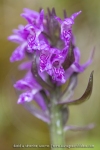 Orchis de Laponie (Dactylorhize) - Dactylorhiza lapponica