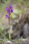 Orchis de Laponie (Dactylorhize) - Dactylorhiza lapponica