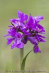 Orchis de Laponie (Dactylorhize) - Dactylorhiza lapponica