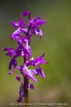 Orchis mâle