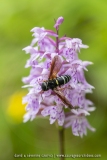 Orchis de Fuchs (Dactylorhize) - Dactylorhiza fuchsii