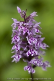 Orchis de Fuchs (Dactylorhize) - Dactylorhiza fuchsii
