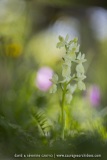 Orchis de Provence ; Provence orchid