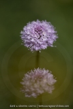 Orchis globuleux
