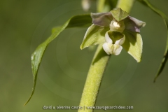 Epipactis à feuilles écartées - Epipactis distans (Epipactis helleborine)