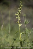 Epipactis à feuilles écartées - Epipactis distans (Epipactis helleborine)