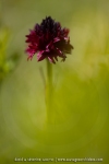 Orchis vanille (Nigritelle vanille) - Gymnadenia rhellicani)