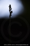Goodyère rampante - Goodyera repens