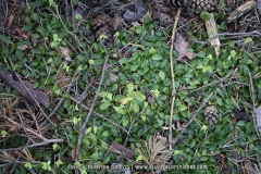 Goodyère rampante - Goodyera repens
