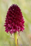 NIrgritelle du Mont Cenis - Gymnadenia cenisia