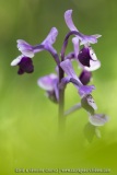 Orchis à long éperon