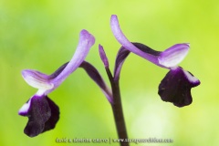 Orchis à long éperon