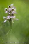 Orchis lacté