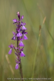 Orchis des marais