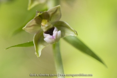 Epipactis à larges feuilles ;  broad-leaved helleborine