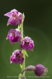 Epipactis pourpre-noirâtre