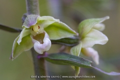 Epipactis violacé - Epipactis purpurata