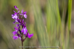 Orchis des marais