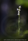 Goodyera repens