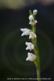 Goodyera repens
