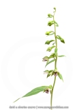 Epipactis à larges feuilles - Epipcatis helleborine