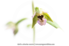 Epipactis à larges feuilles - Epipcatis helleborine