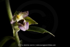 Epipactis à larges feuilles - Epipcatis helleborine