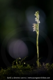Goodyera repens