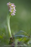Orchis maculé